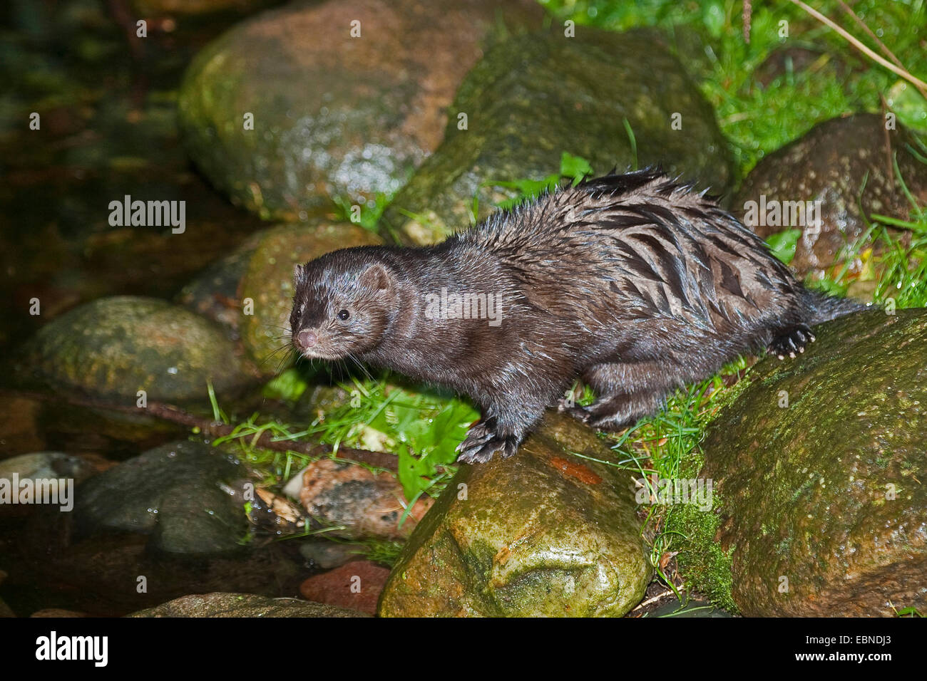 Vison (Mustela vison, Neovison vison), assis à un chemin caillouteux à Riverside dans l'eau, de l'Allemagne Banque D'Images