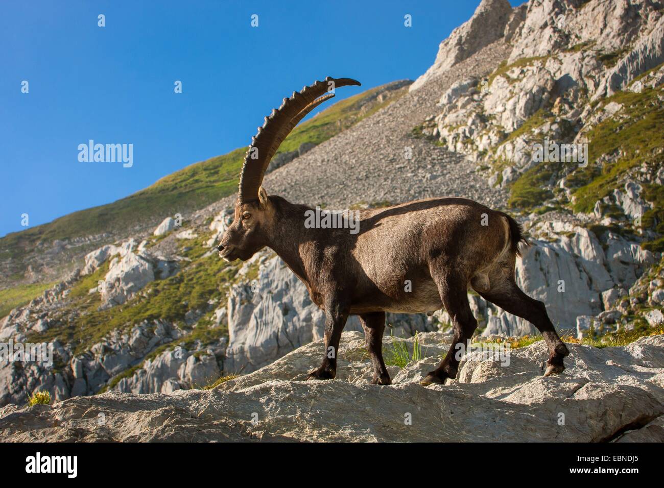 Bouquetin des Alpes (Capra ibex, Capra ibex ibex), buck debout sur un rocher contre un ciel bleu, la Suisse, l'Alpstein, Saentis Banque D'Images