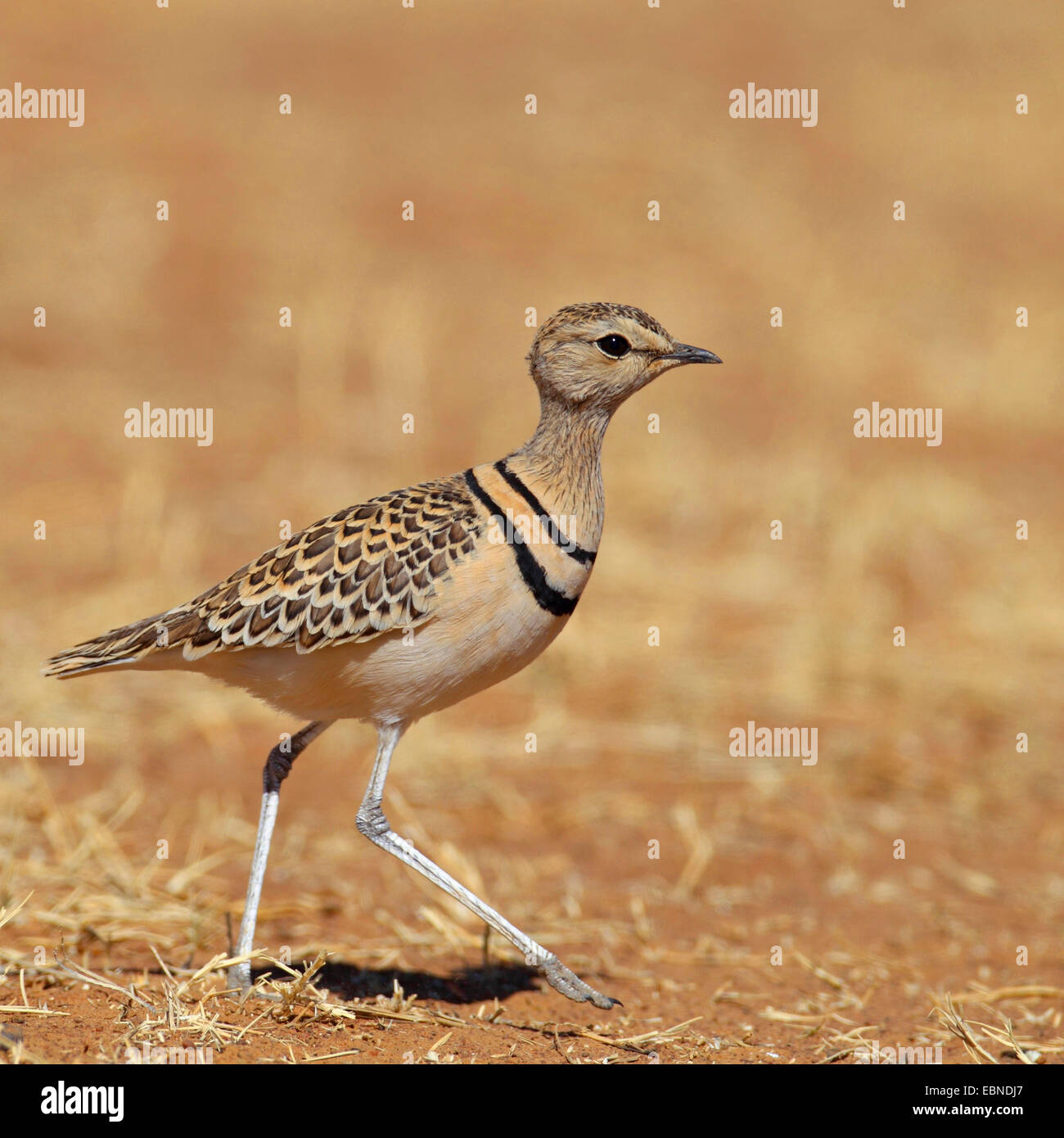 Deux-banded courser (Rhinoptilus africanus), tournant , Afrique du Sud, Barberspan Sanctury Oiseaux Banque D'Images