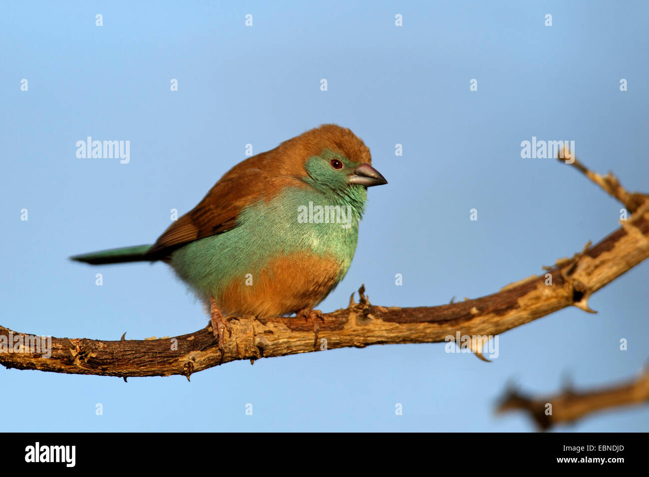 Cordon-bleu (Uraeginthus angolensis), assis sur une branche, Afrique du Sud, Umfolozi Game Reserve Banque D'Images