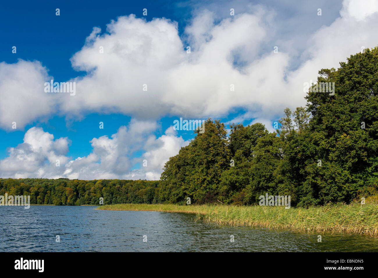 Rive du Lac Breiter Luzin avec ceinture de roseaux, de l'Allemagne, Mecklembourg-Poméranie-Occidentale Banque D'Images