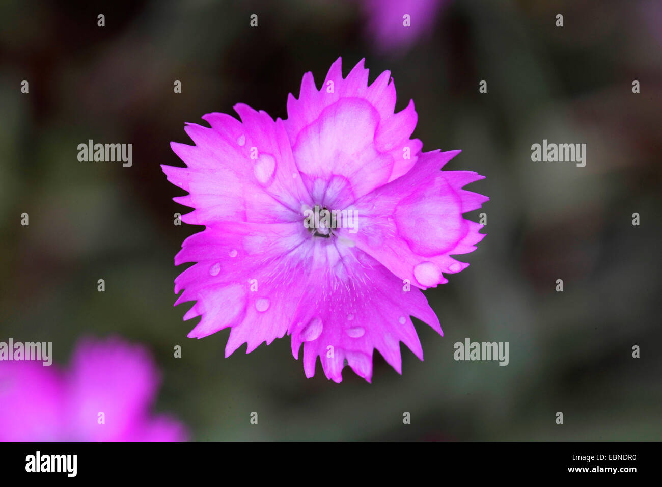 Dianthus Dianthus (spec.), fleurs avec de l'eau gouttes Banque D'Images
