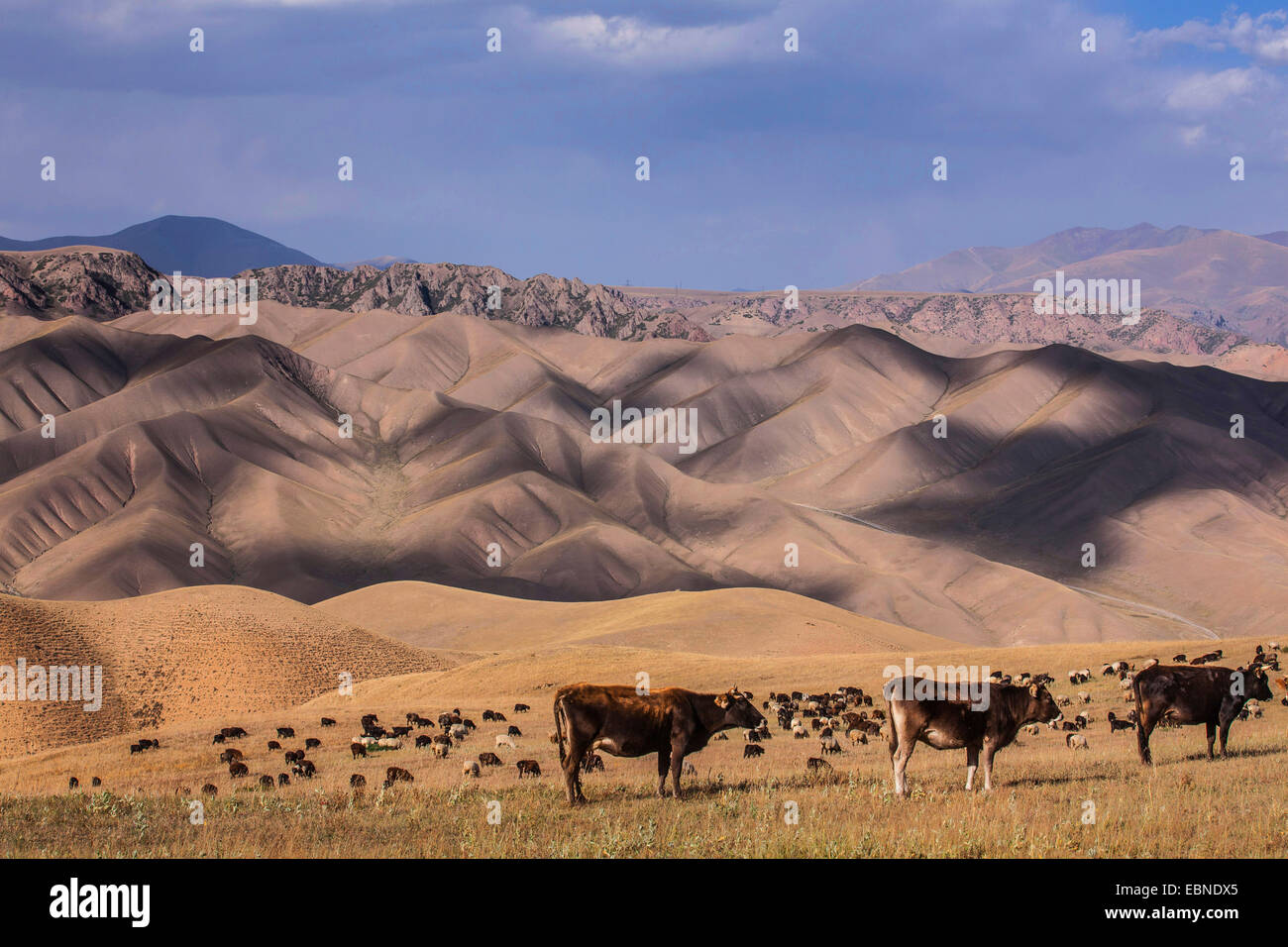 Troupeau dans la steppe, le Kirghizistan, le lac Song Kol, Naryn Banque D'Images