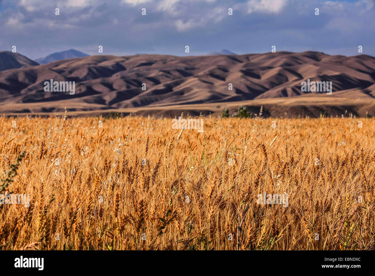 Grainfield déchets dans un paysage vallonné, le Kirghizistan, Naryn Banque D'Images