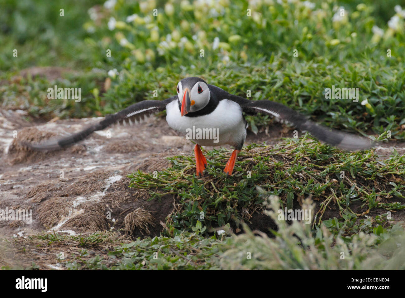 Macareux moine, Fratercula arctica Macareux moine (commune), voler jusqu'à partir de la grotte de reproduction , Royaume-Uni, Angleterre, Iles Farne, agrafez Island Banque D'Images