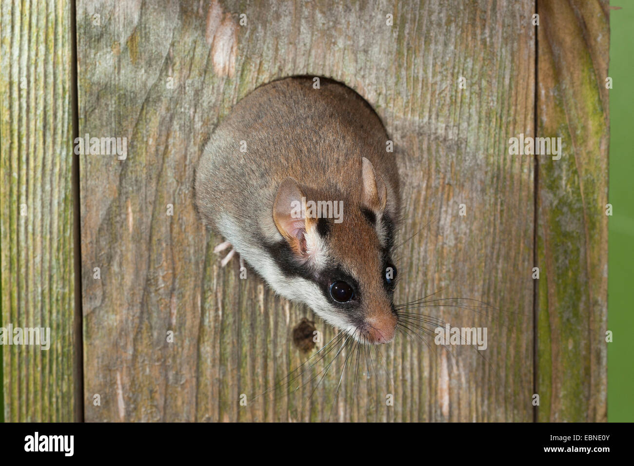 Jardin loir (Eliomys quercinus), dans un nichoir, Allemagne Banque D'Images