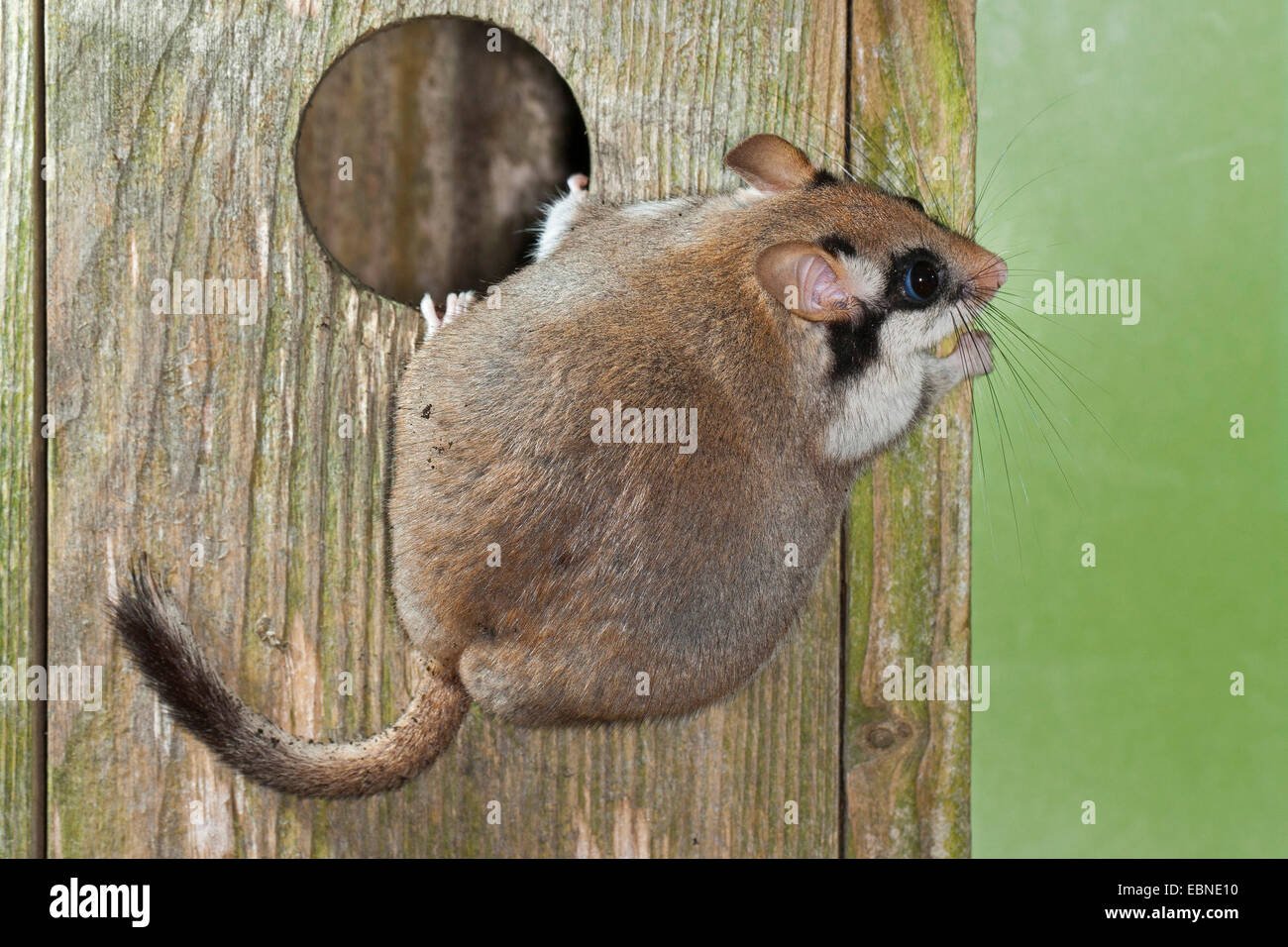 Jardin loir (Eliomys quercinus), à un nichoir, Allemagne Banque D'Images