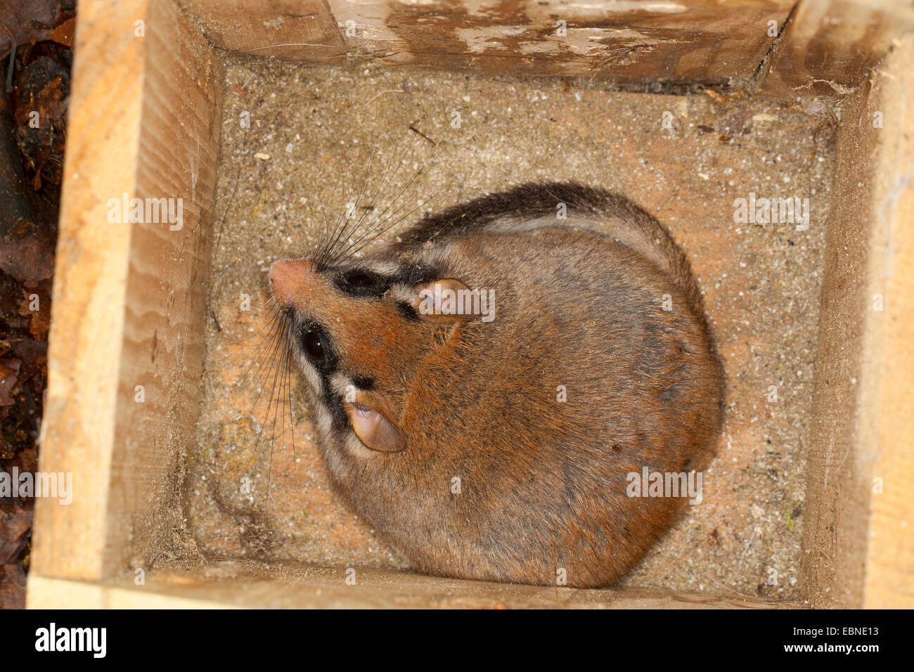 Jardin loir (Eliomys quercinus), dans un nichoir, Allemagne Banque D'Images