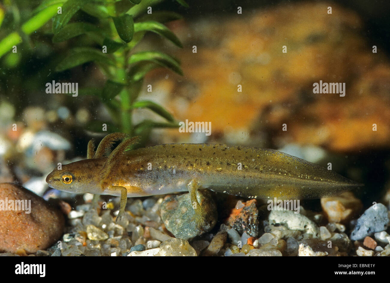 Smooth newt (Triturus vulgaris, Lissotriton vulgaris ), larve, Allemagne Banque D'Images