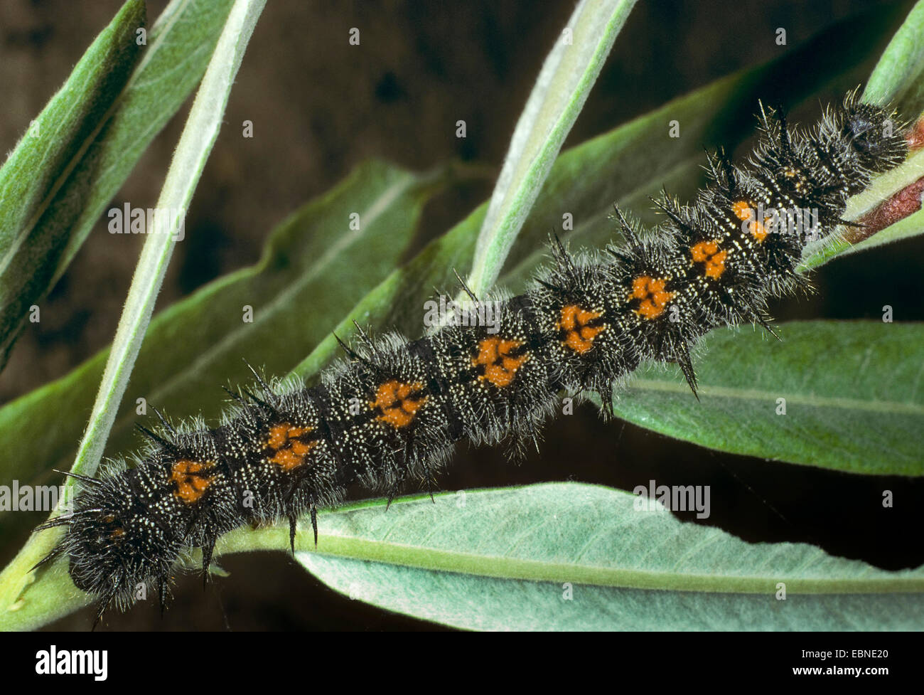 (Nymphalis antiopa Camberwell beauty), Caterpillar, Allemagne Banque D'Images
