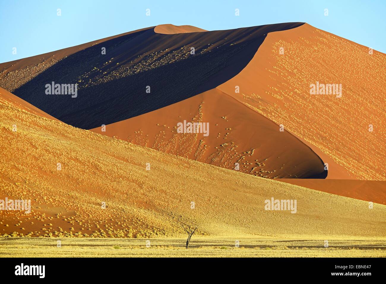 D'immenses dunes de sable dans la lumière du soir, la Namibie, le Parc National Namib Naukluft Sossusvlei, Banque D'Images