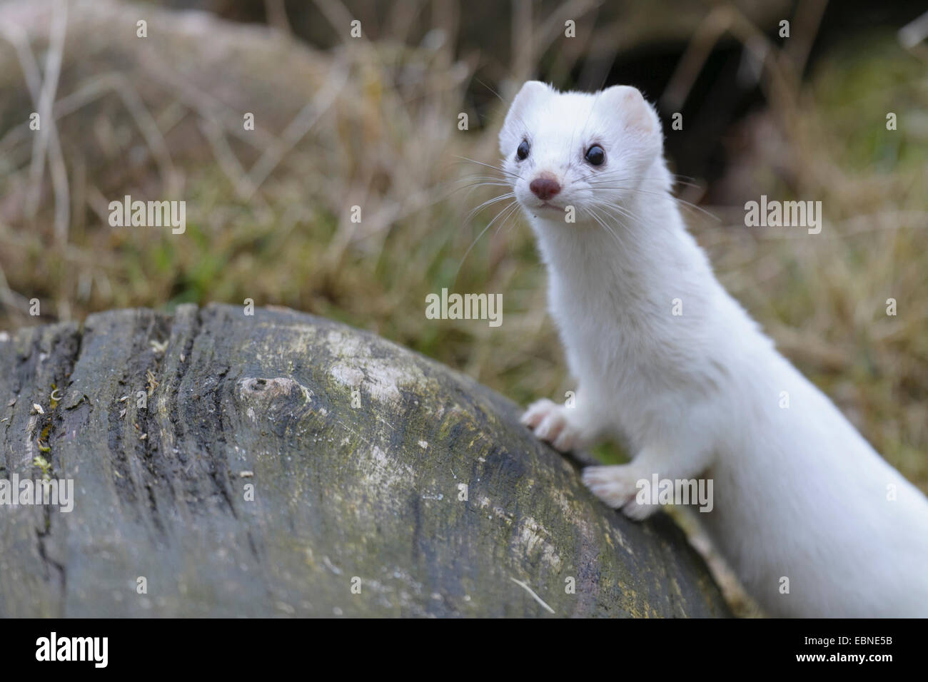 L'hermine, Hermine, belette à queue courte (Mustela erminea), en manteau d'hiver à un tronc d'arbre mort, l'ALLEMAGNE, Basse-Saxe Banque D'Images