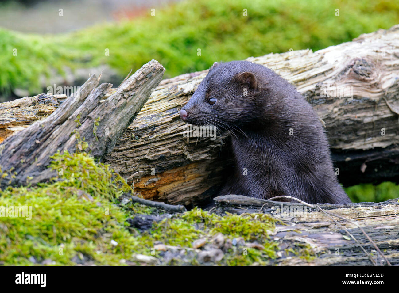 Vison d'Amérique, le vison (Mustela vison, Neovison vison), à la recherche entre le bois mort, Allemagne Banque D'Images