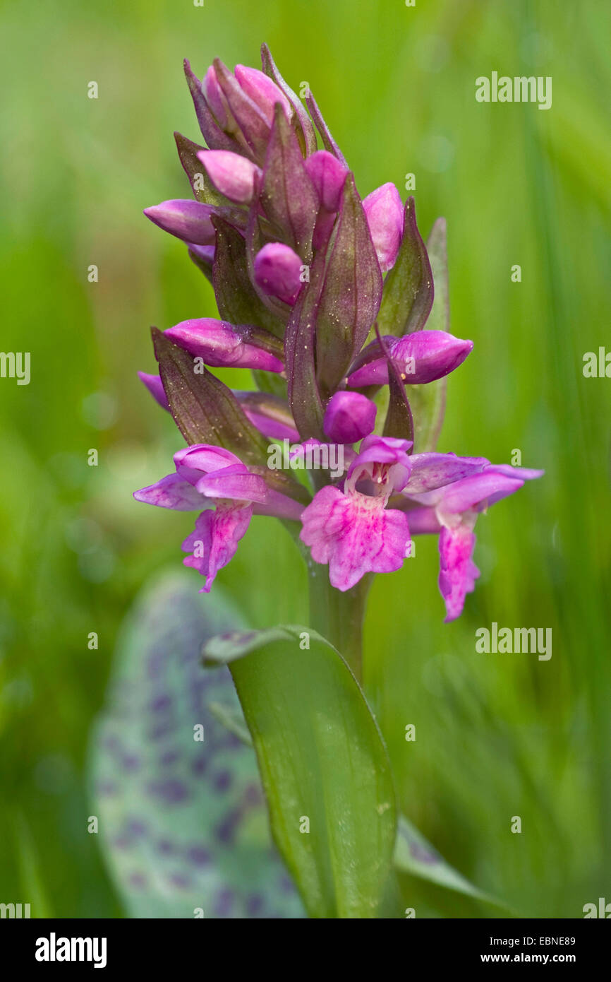 Marais de l'ouest de l'ouest (Dactylorhiza majalis), inflorescence, Allemagne Banque D'Images