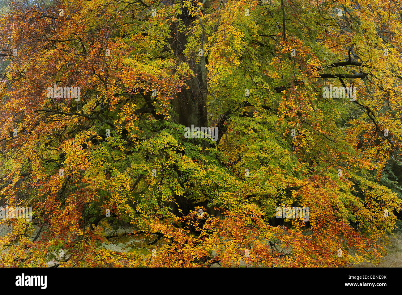Le hêtre commun (Fagus sylvatica), avec les feuilles d'automne, Danemark Banque D'Images