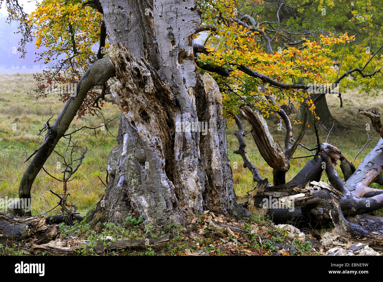 Le hêtre commun (Fagus sylvatica), le lent déclin d'un vieil arbre avec les feuilles d'automne, Danemark Banque D'Images