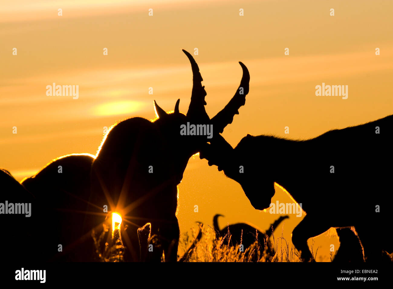 Bouquetin des Alpes (Capra ibex, Capra ibex ibex), des silhouettes d'un troupeau à la lumière du soleil couchant avec deux mâles faisant une lutte hiérarchique, Suisse, Sankt Gallen, Toggenburg, Chaeserrugg Banque D'Images