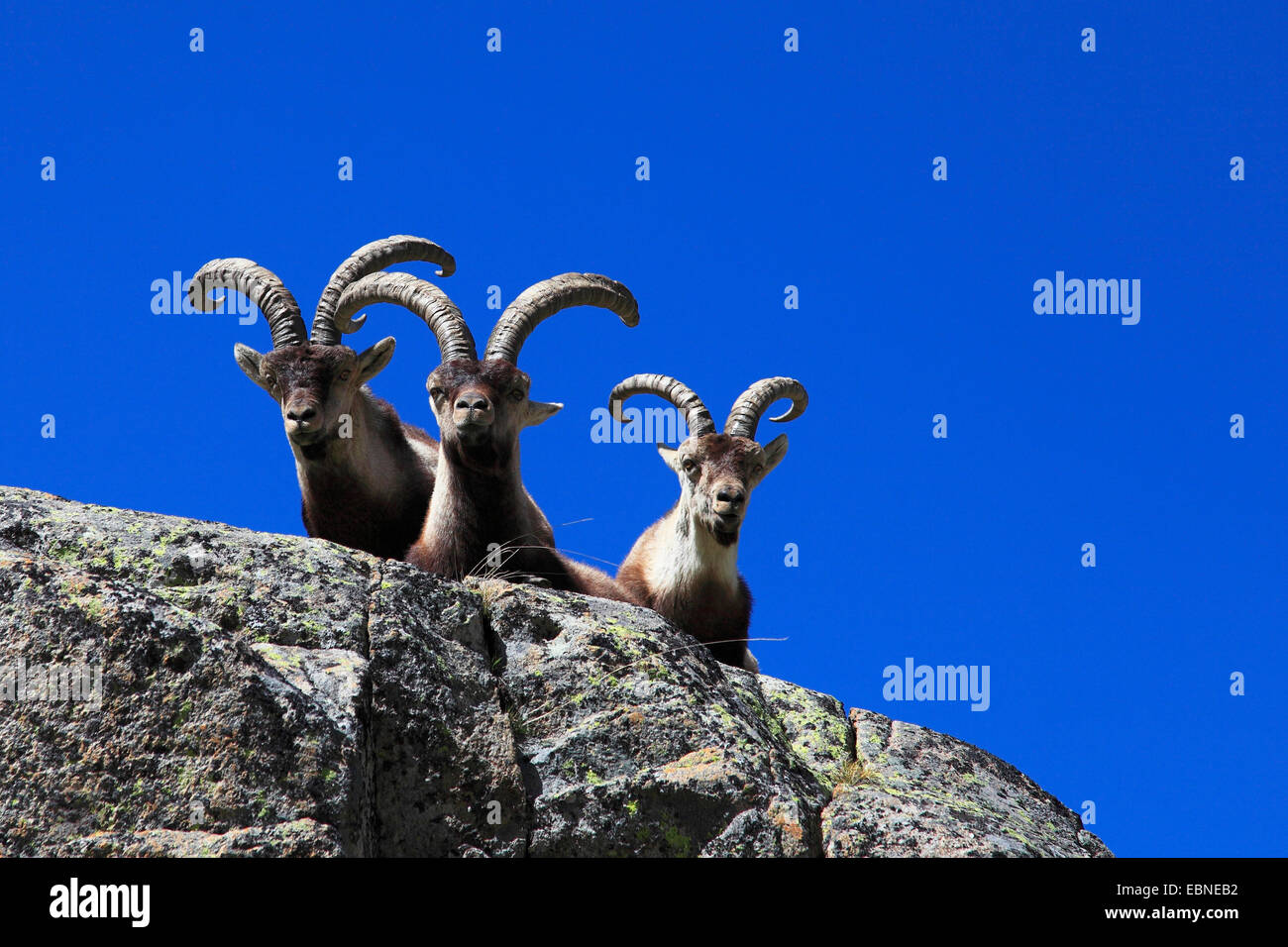 L'Espagnol ibex (Capra pyrenaica victoriae), sur un rocher, l'Espagne, de la Sierra de Gredos Banque D'Images