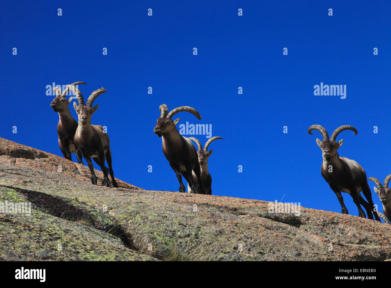 L'Espagnol ibex (Capra pyrenaica victoriae), groupe sur un rocher, l'Espagne, de la Sierra de Gredos Banque D'Images