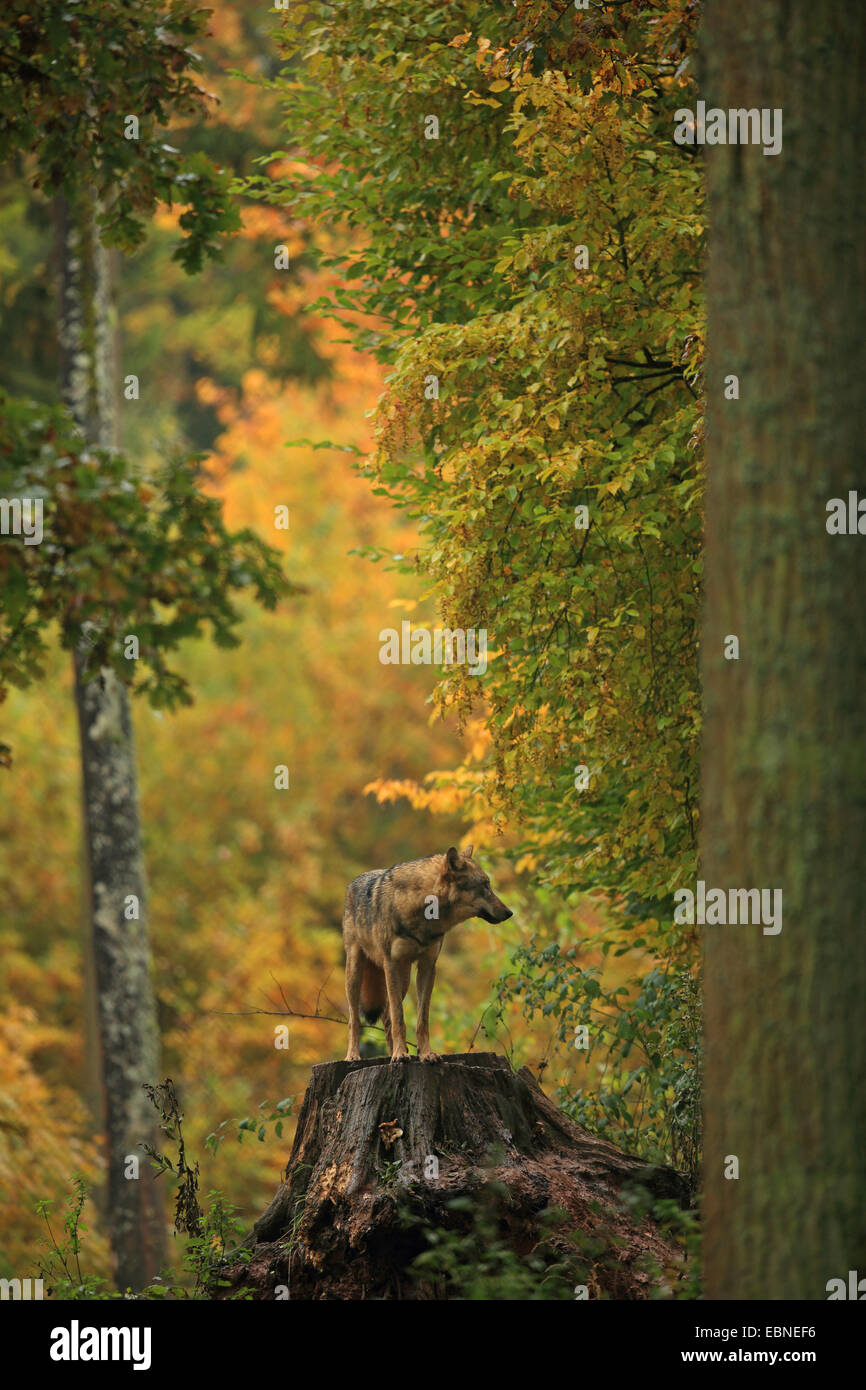 Le loup gris d'Europe (Canis lupus lupus), debout sur un arbre publier à l'automne, la forêt de Bavière, Allemagne Banque D'Images