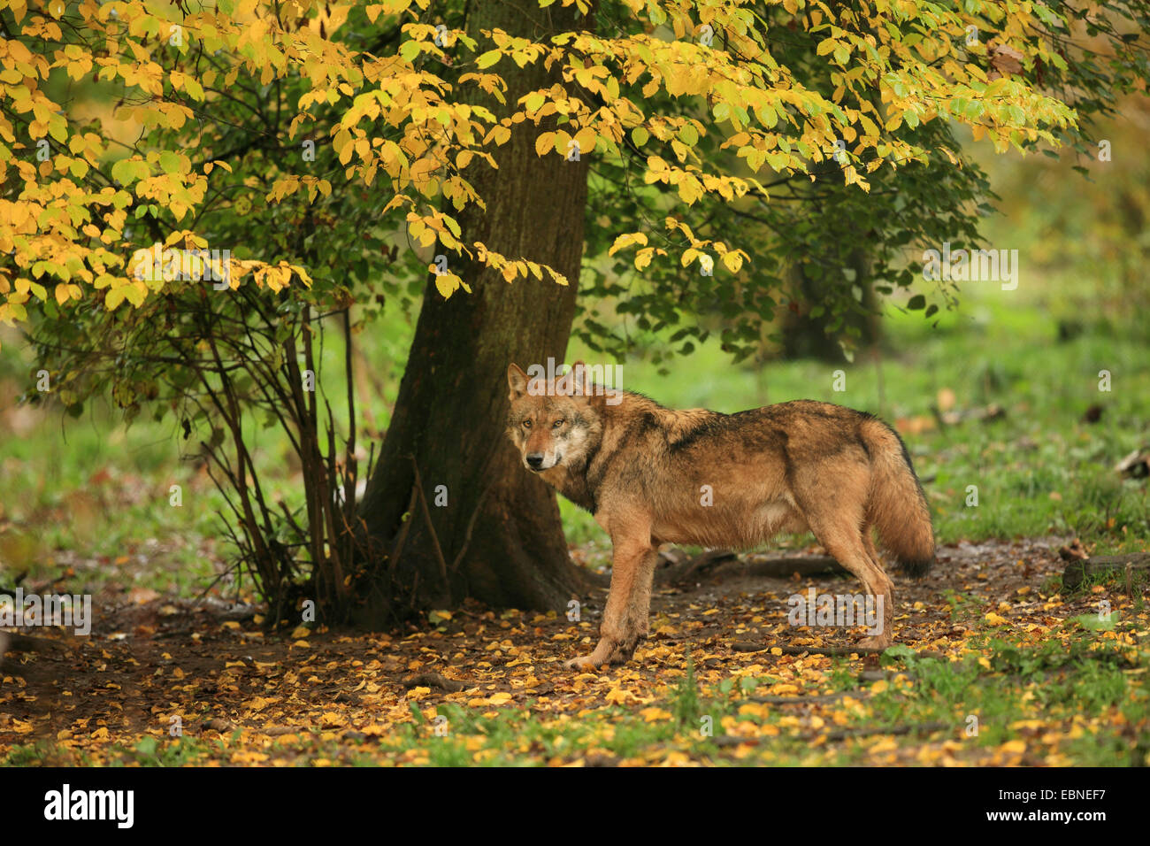 Le loup gris d'Europe (Canis lupus lupus), dans la forêt d'automne, l'Allemagne, la Bavière Banque D'Images
