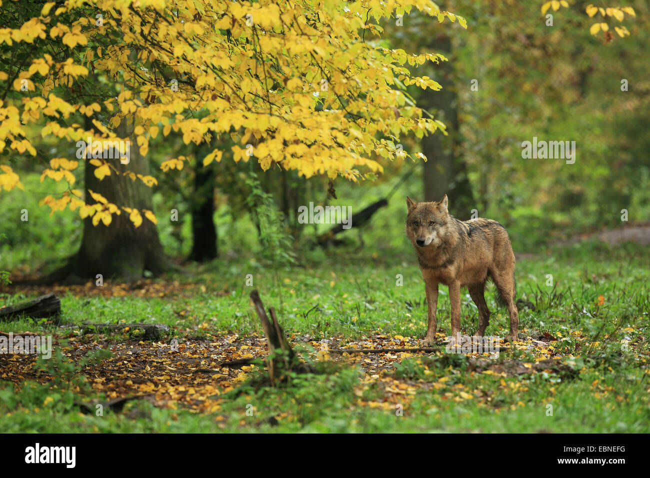 Le loup gris d'Europe (Canis lupus lupus), dans la forêt d'automne, l'Allemagne, la Bavière Banque D'Images