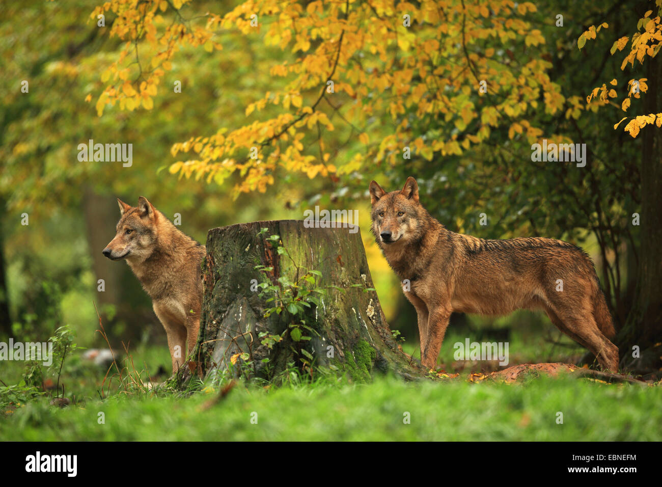 Le loup gris d'Europe (Canis lupus lupus), deux loups dans la forêt d'automne, l'Allemagne, la Bavière Banque D'Images