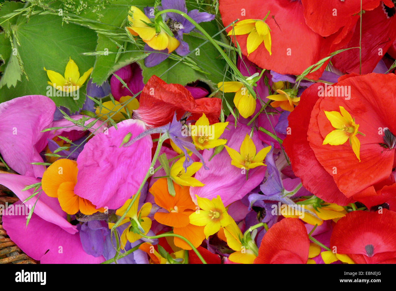 Fleurs colorées collectées, Allemagne Banque D'Images