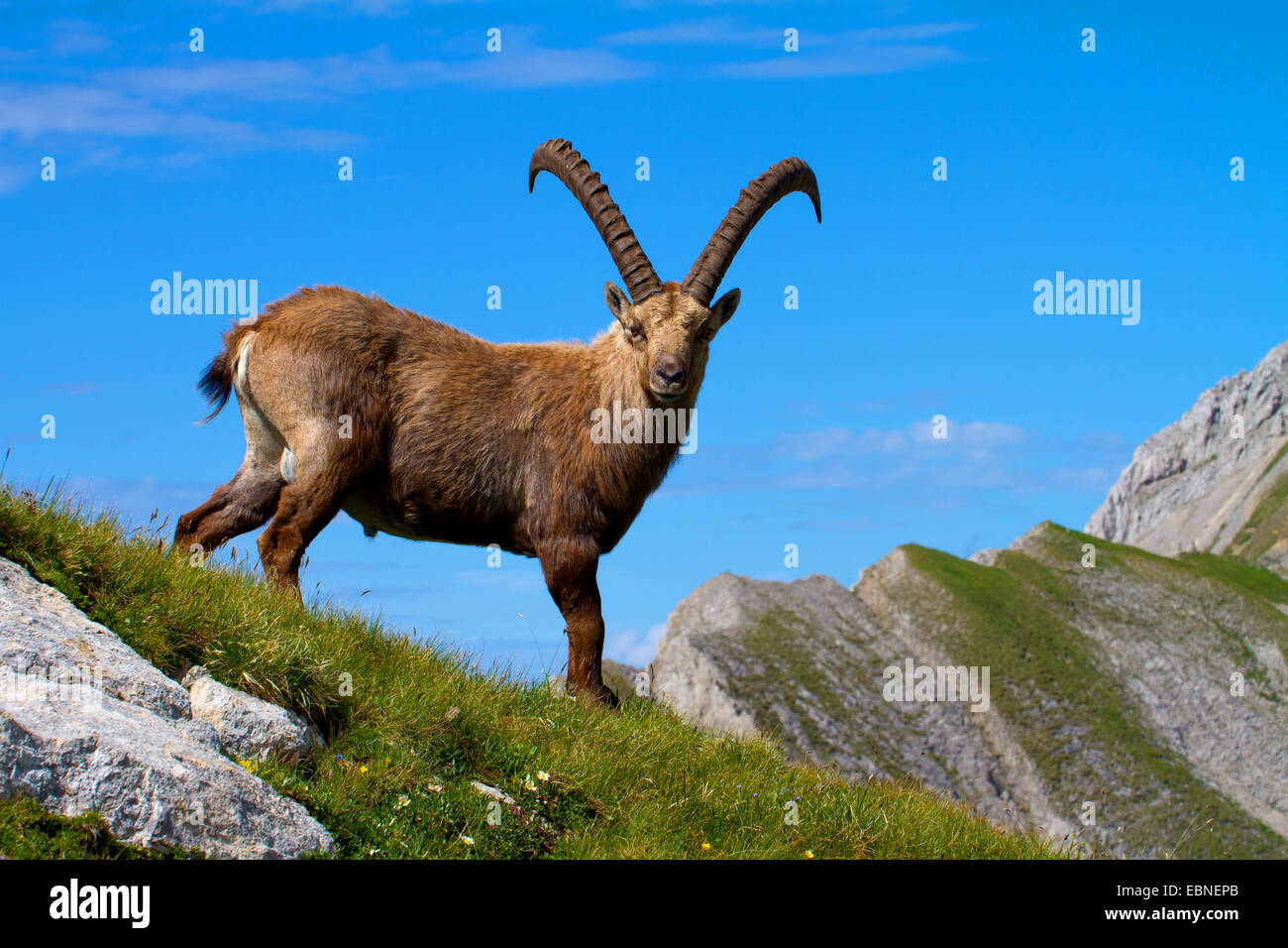 Bouquetin des Alpes (Capra ibex, Capra ibex ibex), debout sur la crête rocheuse, la Suisse, l'Alpstein, Altmann Banque D'Images
