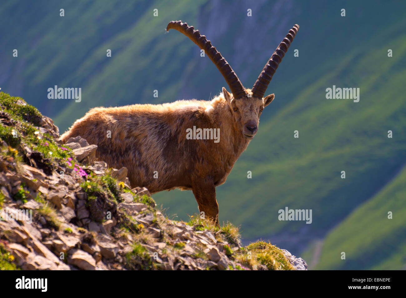 Bouquetin des Alpes (Capra ibex, Capra ibex ibex), debout sur la crête escarpée, la Suisse, l'Alpstein, Altmann Banque D'Images