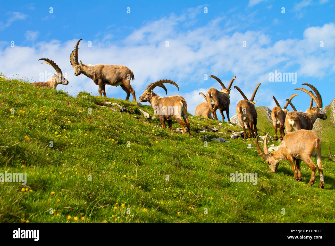 Bouquetin des Alpes (Capra ibex, Capra ibex ibex), troupeau de mountain meadow, la Suisse, l'Alpstein, Altmann Banque D'Images