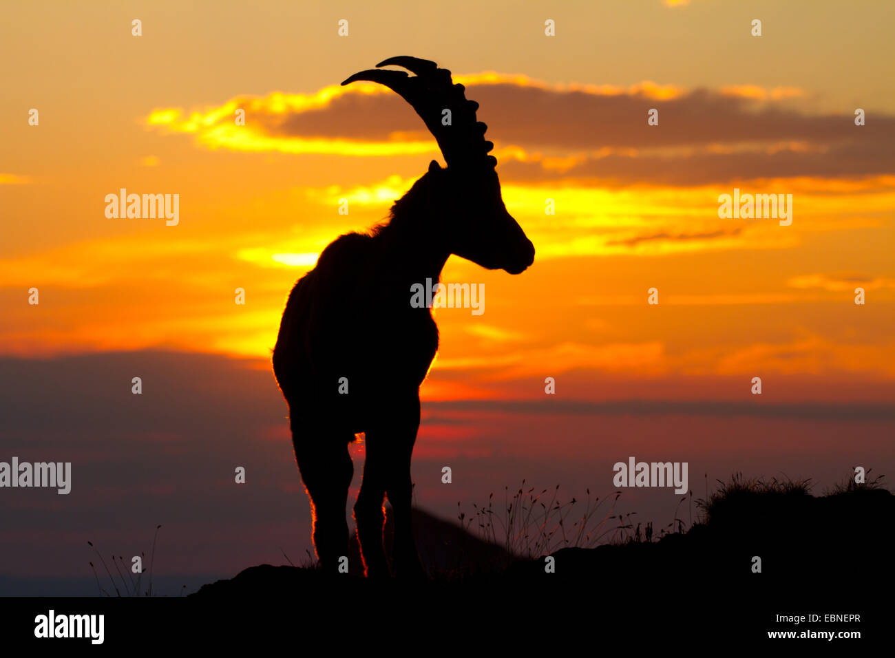 Bouquetin des Alpes (Capra ibex, Capra ibex ibex), silhouette contre le lever du soleil, la Suisse, l'Alpstein Banque D'Images