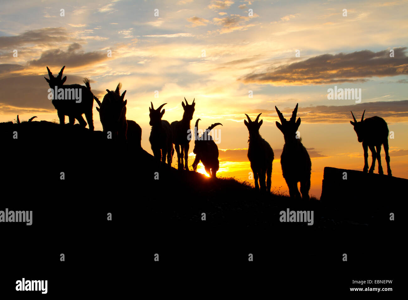 Bouquetin des Alpes (Capra ibex, Capra ibex ibex), silhouette d'un groupe contre le lever du soleil, la Suisse, l'Alpstein Banque D'Images