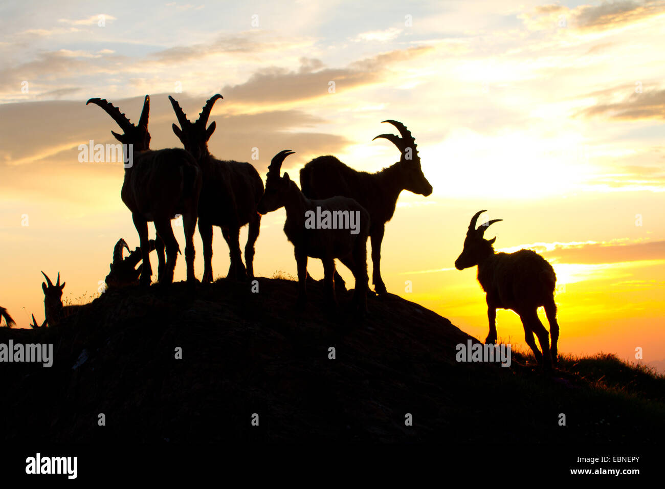 Bouquetin des Alpes (Capra ibex, Capra ibex ibex), silhouette d'un groupe contre le lever du soleil, la Suisse, l'Alpstein Banque D'Images