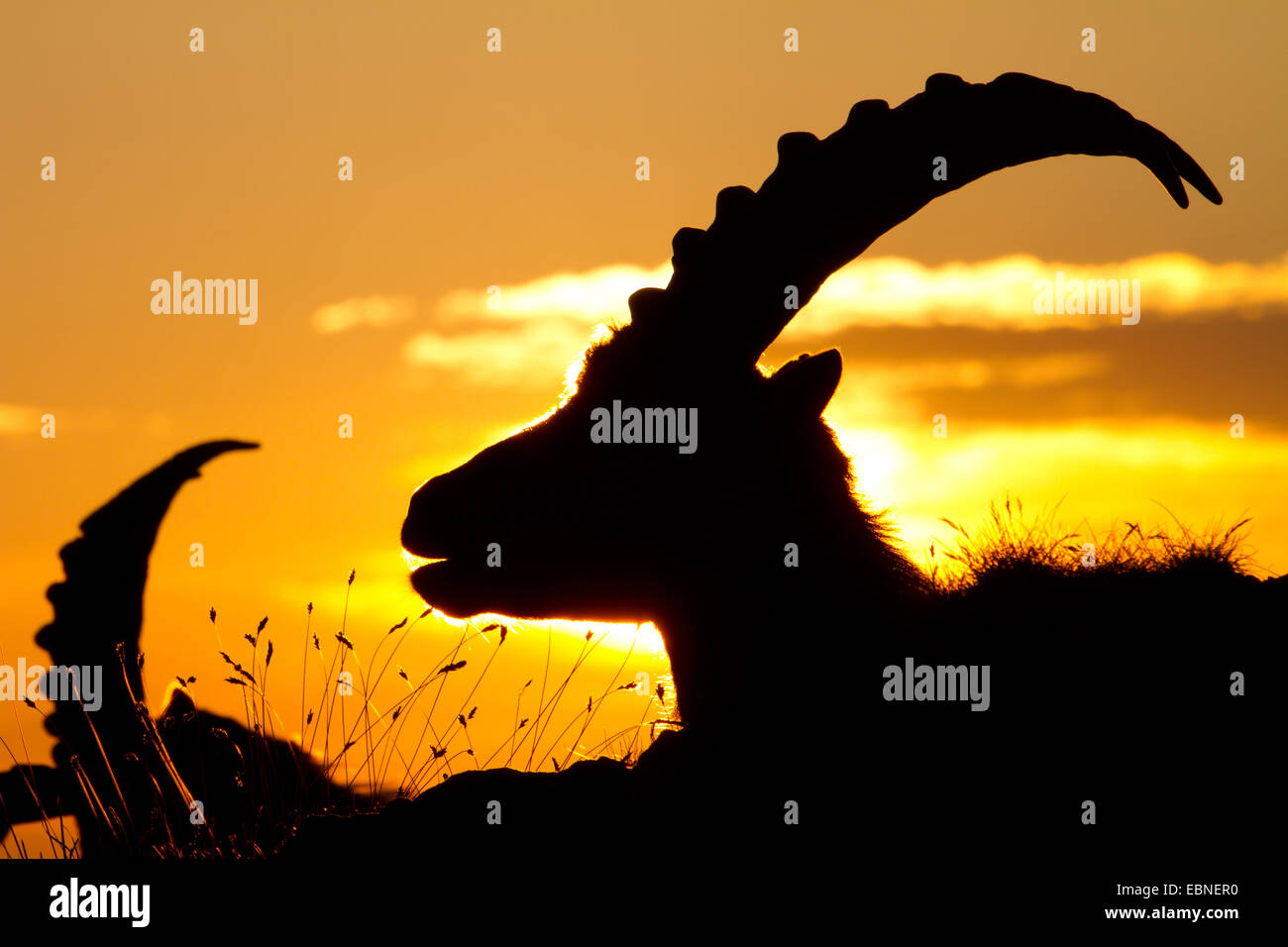 Bouquetin des Alpes (Capra ibex, Capra ibex ibex), portrait contre le lever du soleil, la Suisse, l'Alpstein Banque D'Images