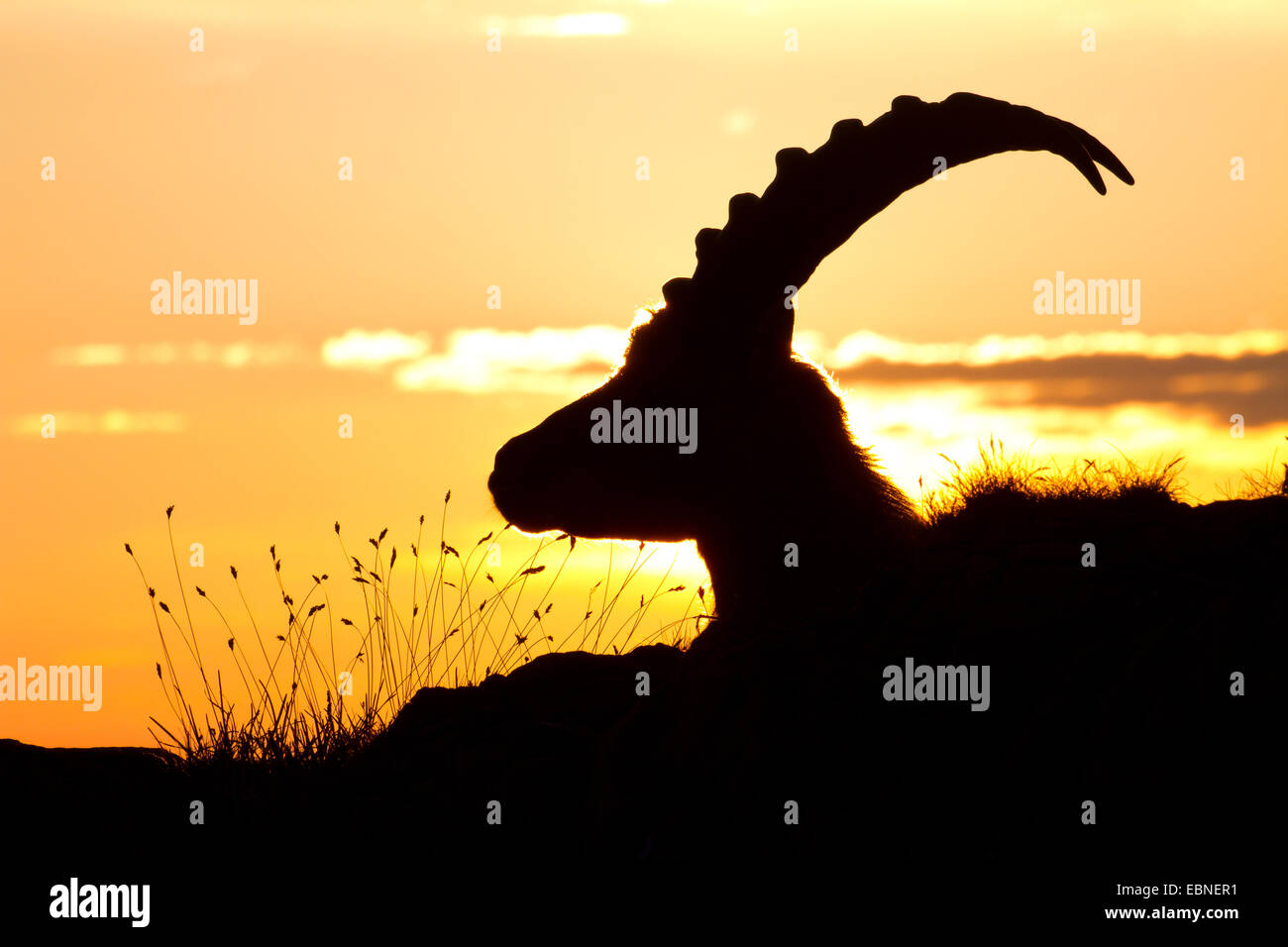 Bouquetin des Alpes (Capra ibex, Capra ibex ibex), portrait contre le lever du soleil, la Suisse, l'Alpstein Banque D'Images