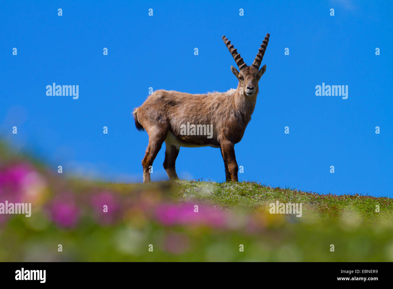 Bouquetin des Alpes (Capra ibex, Capra ibex ibex), debout dans la prairie en fleurs, la Suisse, l'Alpstein, Altmann Banque D'Images