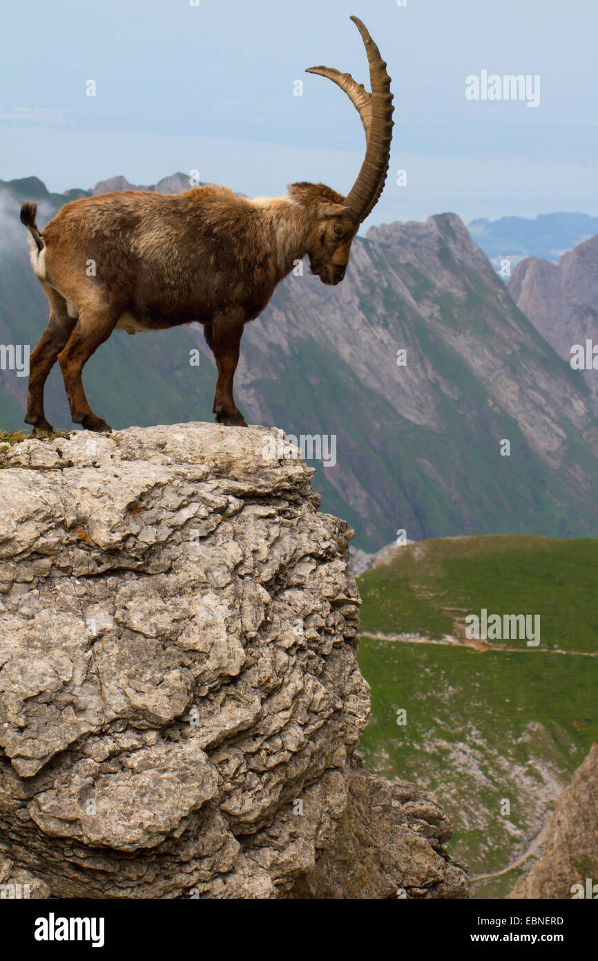 Bouquetin des Alpes (Capra ibex, Capra ibex ibex), Comité permanent sur l'éperon rocheux, la Suisse, l'Alpstein, Saentis Banque D'Images