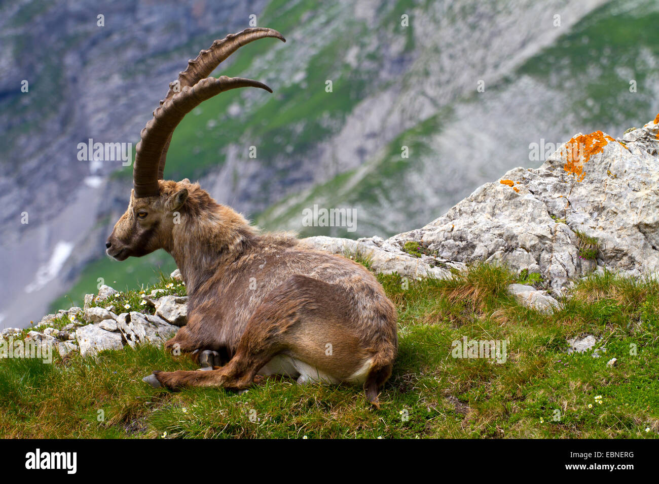 Bouquetin des Alpes (Capra ibex, Capra ibex ibex), couché dans la prairie de montagne, la Suisse, l'Alpstein, Saentis Banque D'Images