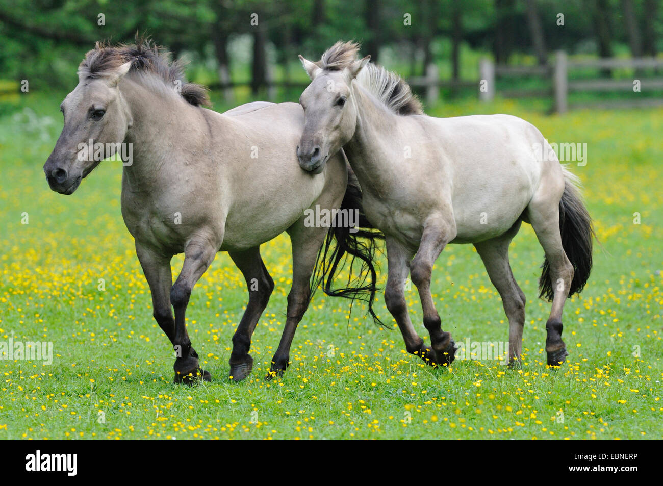 Tarpan (Equus ferus gmelini, Equus gmelini), retour de la tentative d'élevage de chevaux sauvages disparues sous-espèces par le croisement des différentes races de chevaux. Mares à travers un pré, Allemagne Banque D'Images
