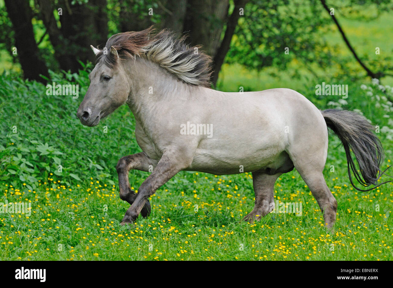 Tarpan (Equus ferus gmelini, Equus gmelini), retour de la tentative d'élevage de chevaux sauvages disparues sous-espèces par le croisement des différentes races de chevaux. Gallopping dans un pré , Allemagne Banque D'Images