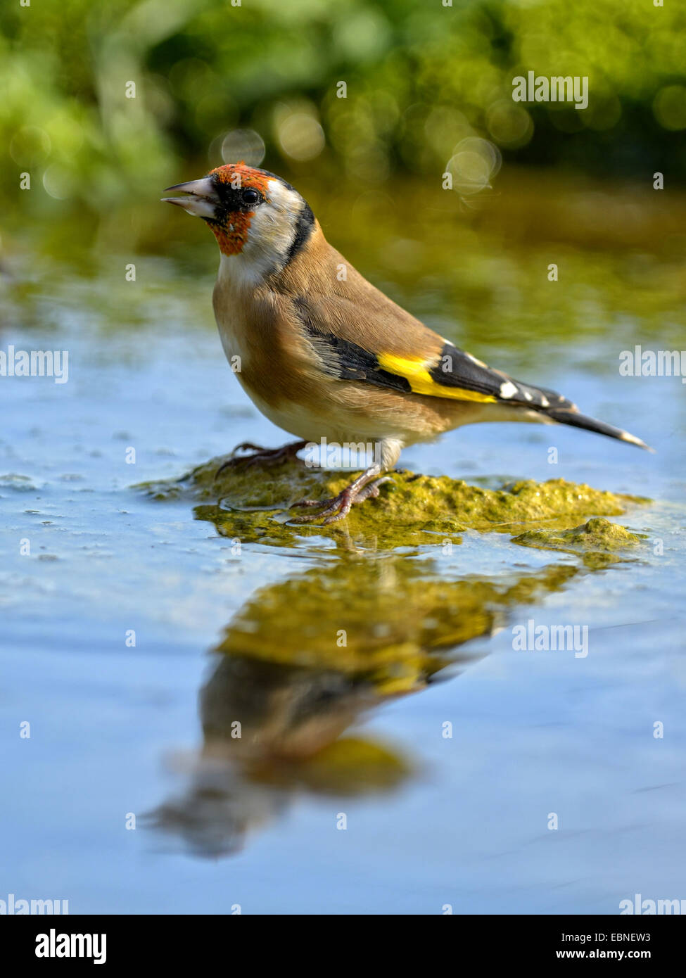 Eurasian goldfinch (Carduelis carduelis), debout sur une pierre dans l'eau peu profonde, la Hongrie Banque D'Images