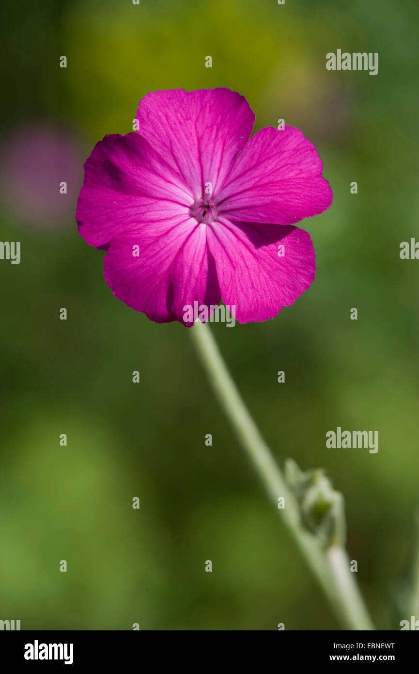 Rose Campion, couronne rose, rose de Molène, Dusty Miller (Lychnis coronaria, Silene coronaria), fleur Banque D'Images