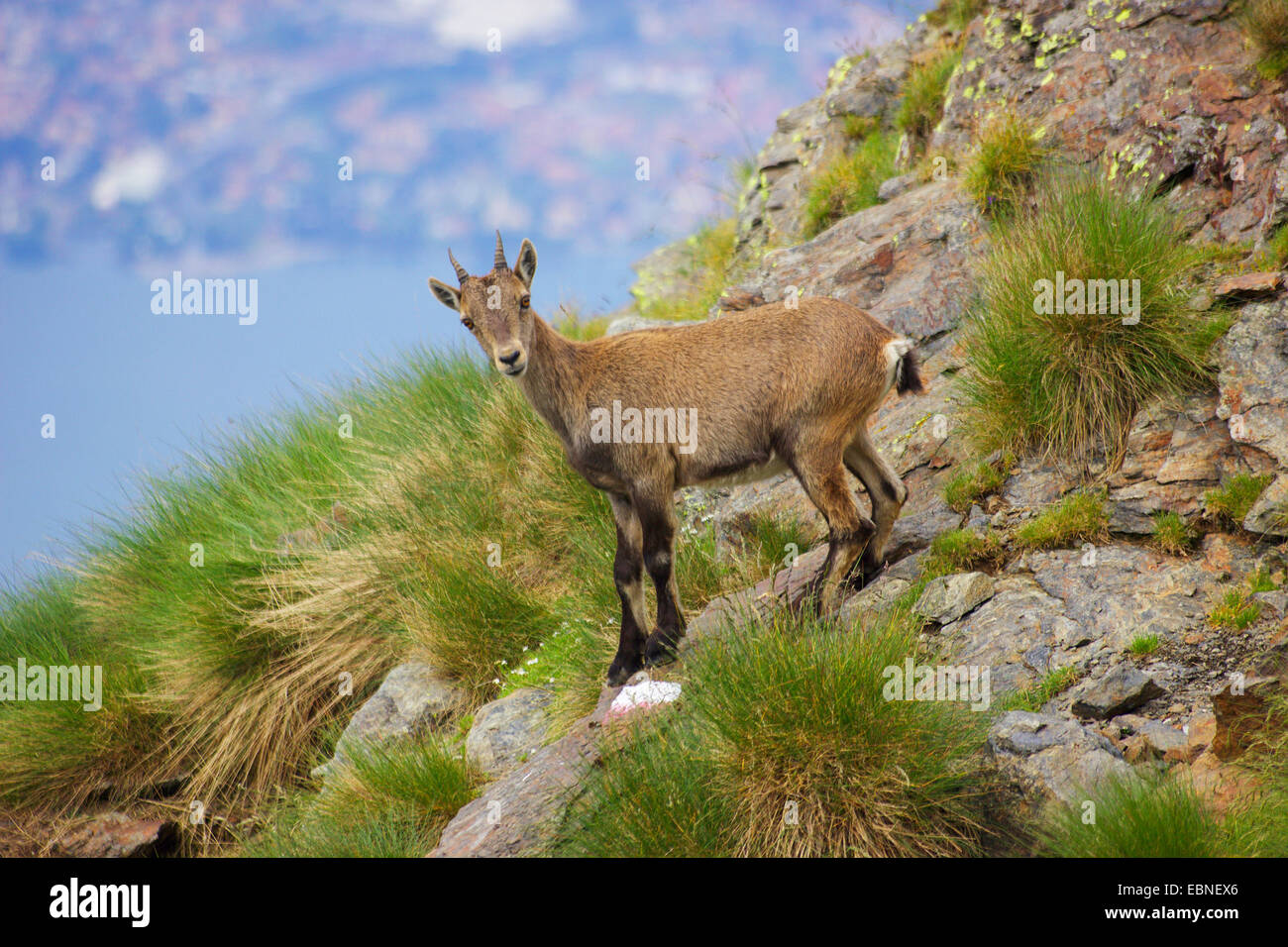 Bouquetin des Alpes (Capra ibex, Capra ibex ibex ibex), les jeunes à Monte Legnone, Italie, Bergamasker Alpen Banque D'Images