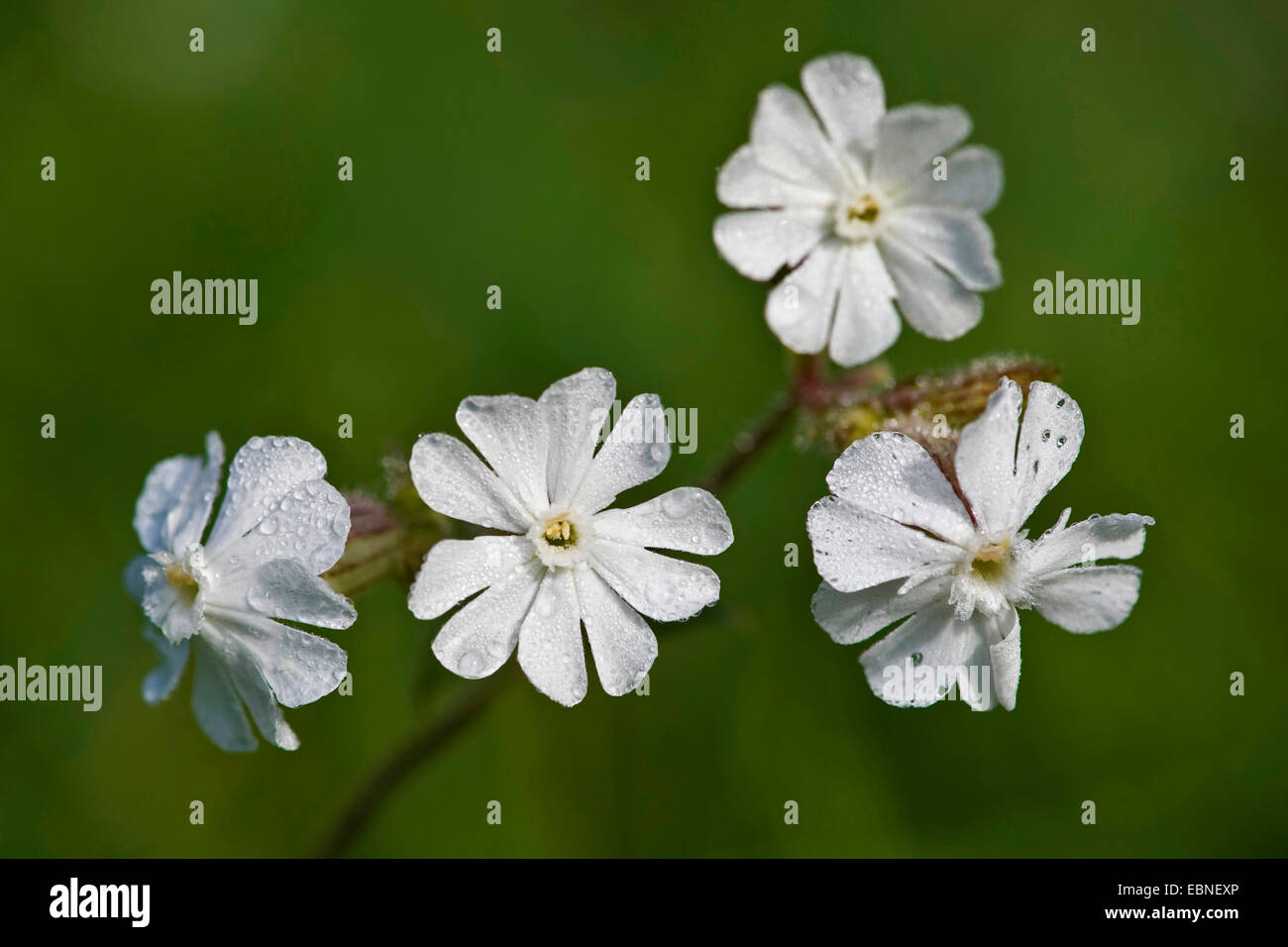 White (Silene latifolia subsp. alba, Silene alba, Silene pratensis, Melandrium album), des fleurs avec des gouttes, Allemagne Banque D'Images