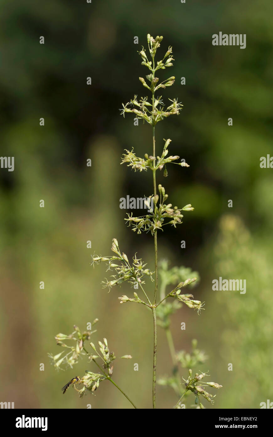 Silène Silene otites (espagnol), l'inflorescence, Allemagne Banque D'Images