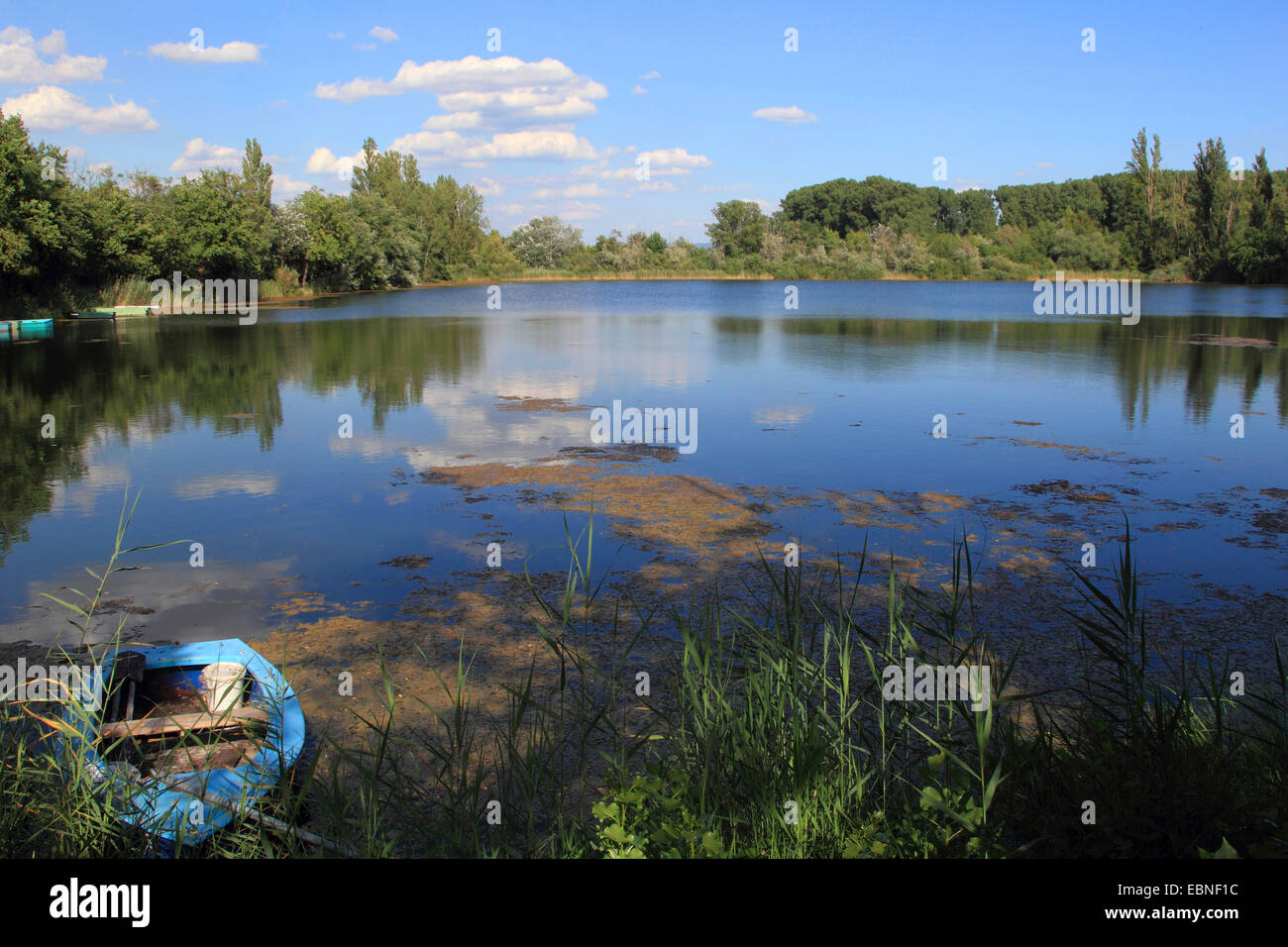 Oxbow Altrhein avec un bateau en été, Allemagne Banque D'Images