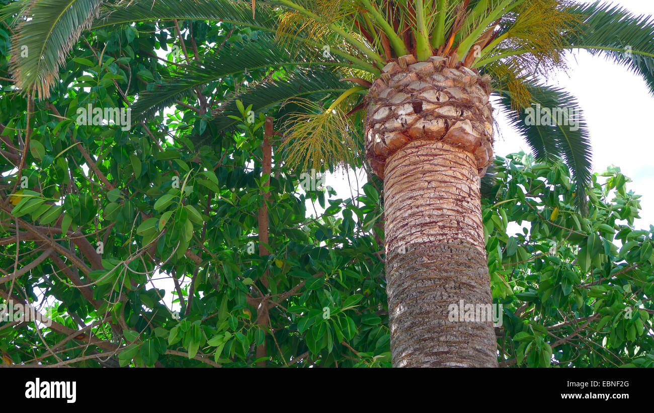 Île des Canaries (Phoenix canariensis), détail d'état avec les bases des vieilles feuilles coupées, Espagne, Baléares, Majorque Banque D'Images