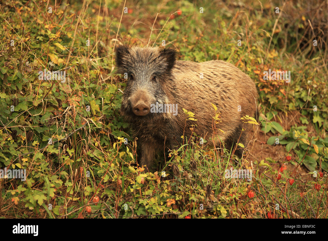 Le sanglier, le porc, le sanglier (Sus scrofa), debout dans le fourré, Allemagne, Bade-Wurtemberg Banque D'Images