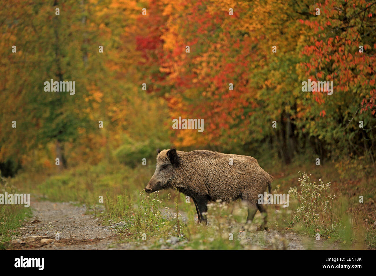 Le sanglier, le porc, le sanglier (Sus scrofa), sur un sentier de forêt en automne, l'Allemagne, Bade-Wurtemberg Banque D'Images